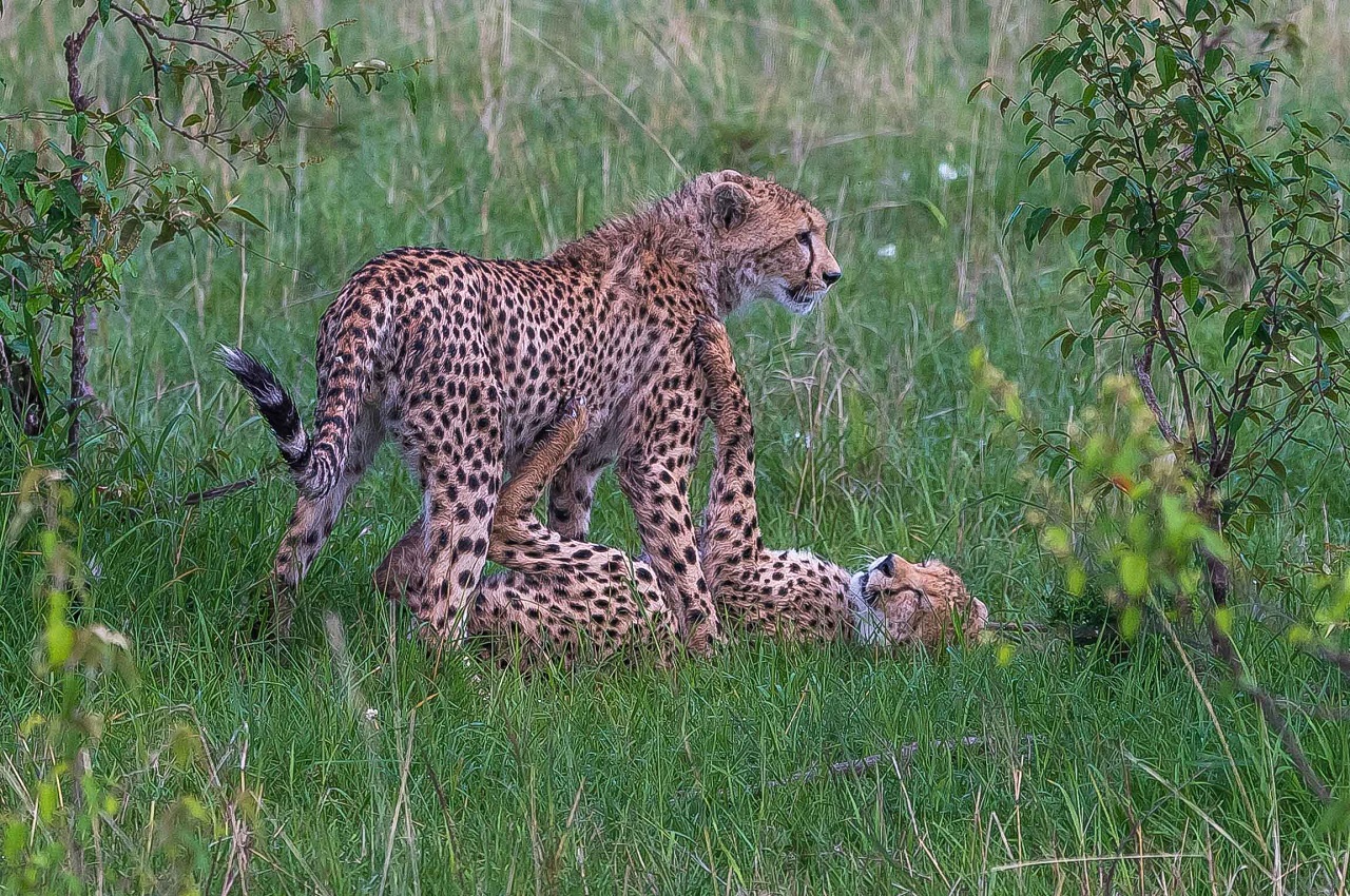 Serengeti,Ngorongoro & Manayara N. Park