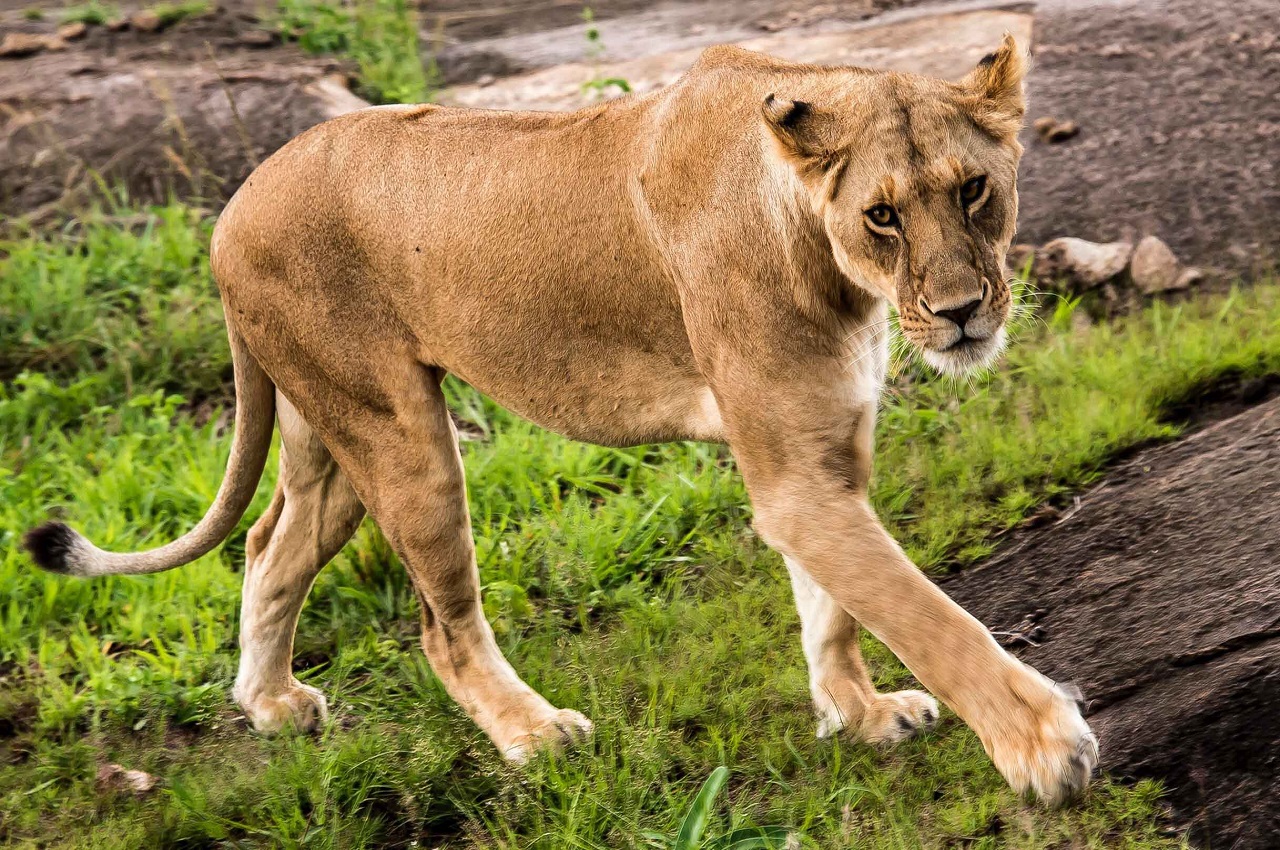 Serengeti Day Tour