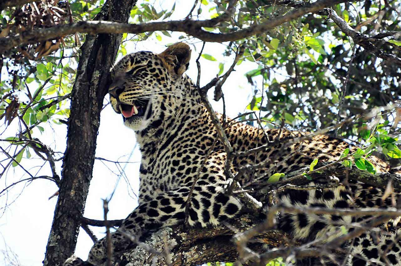 Tanzania Budget Camping Safari