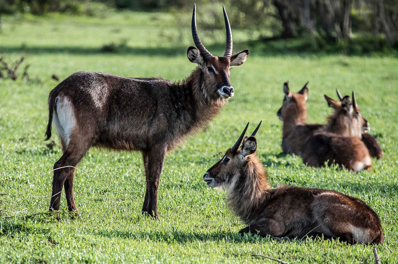 SELOUS GAME RESERVE